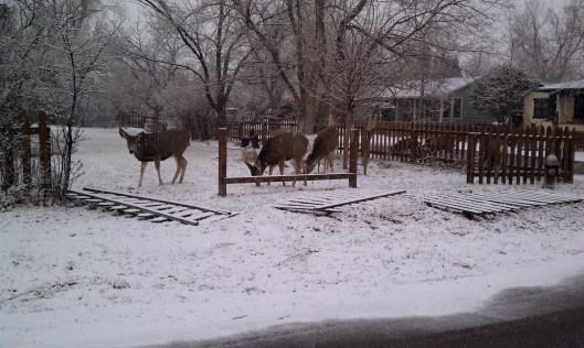 Deer in the snow in Boulder