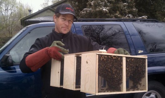 Honeybee packages, Boulder Co