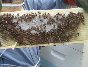 Frame of honey with honeybees Boulder Co