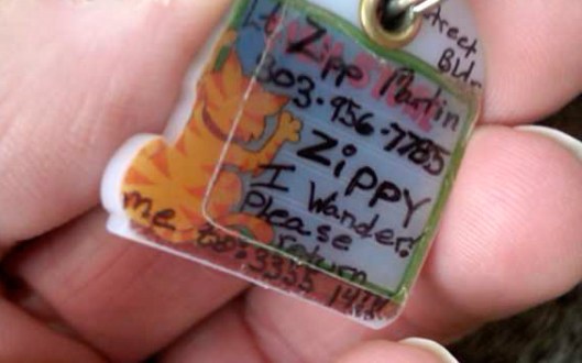 Zippy's Cat Collar
