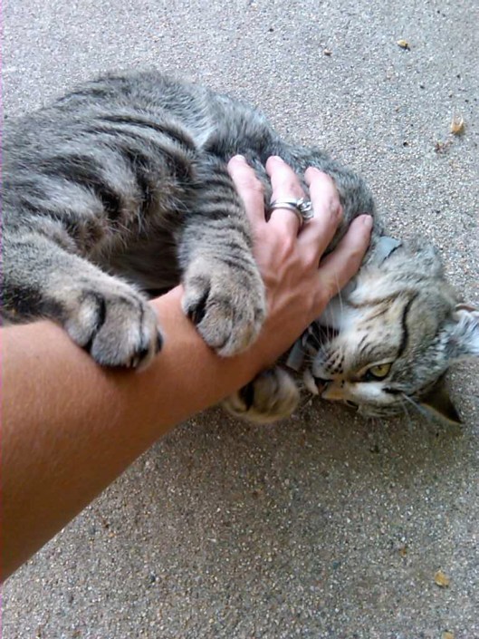 Zippy the cat getting his way